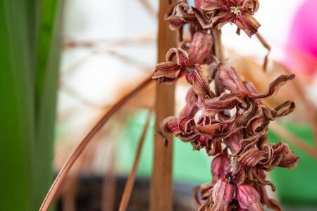 Hyacinth flowers dry and dying on the plant in late springの写真素材