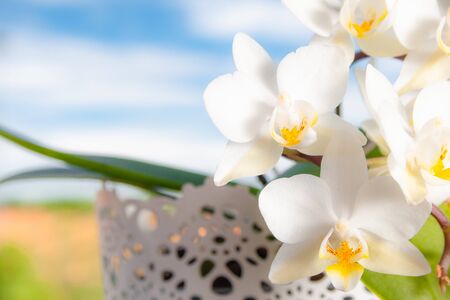 Beautiful white flowers of Phalaenopsis orchids (Orchidaceae) on a nice cloudy blue skyの写真素材