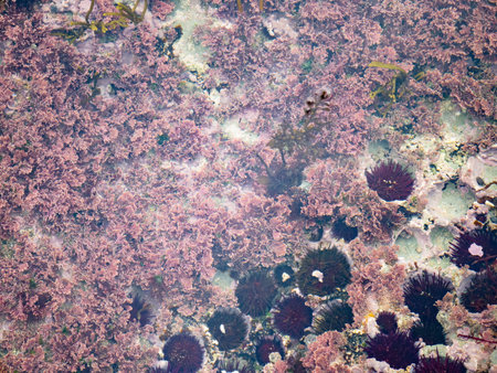 Algae and sea urchins attached to the rock in the salty water of a pond at low tide in the...