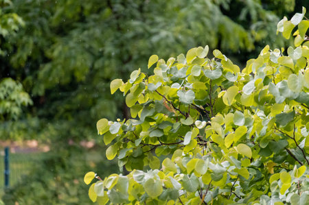 Leaves of a leafy tree with water drops from the rain that is falling on themの写真素材