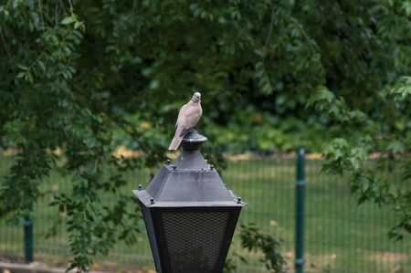 Flycatcher, bird of the family Muscicapidae perched on a lamppost in a public park looking backの写真素材