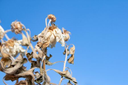 Macro view of a plant that has dried up due to lack of water with withered leaves and flowers and a blue sky in the backgroundの写真素材