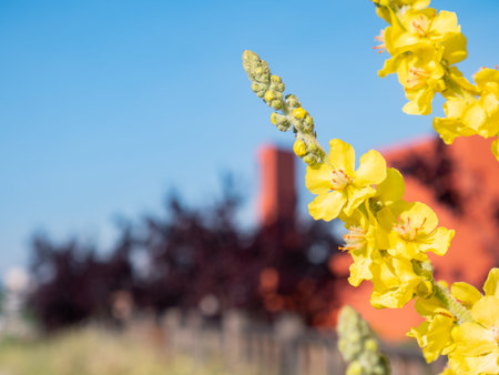Macro view of beautiful yellow flowers of a lovely St. William's wort (Agrimonia eupatoria)