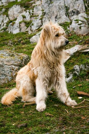 Catalan and irish soft-coated wheaten terrier crossbreed dog sitting posing for the cameraの写真素材