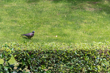 Pigeon walking on the grass of a city park