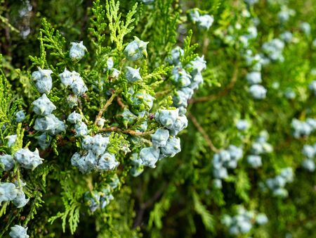 Macro view of the fruits of a common juniper (Juniperus communis) surrounded by green leaves forming a beautiful natural backgroundの写真素材