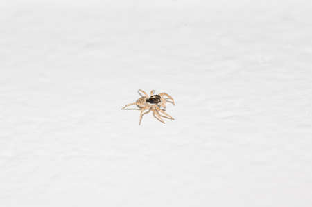 Jumping spider of the family Salticidae on the balcony of a house in macroの写真素材
