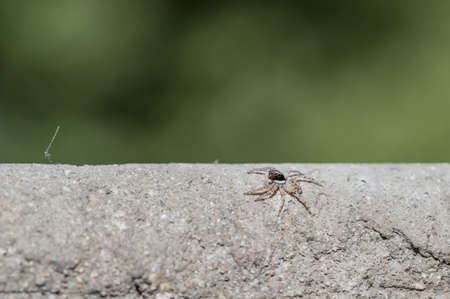 Jumping spider of the family Salticidae on the balcony of a house in macroの写真素材