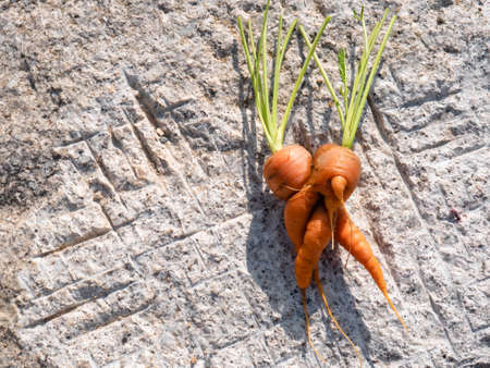 Two carrots (Daucus carota) joined together during their development fresh from the soil of the garden on a stone backgroundの写真素材