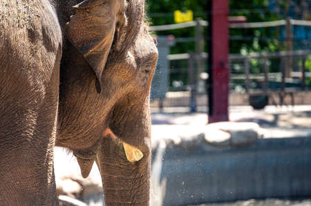 Face of a captive elephant with serrated horns as sand falls down its trunkの写真素材