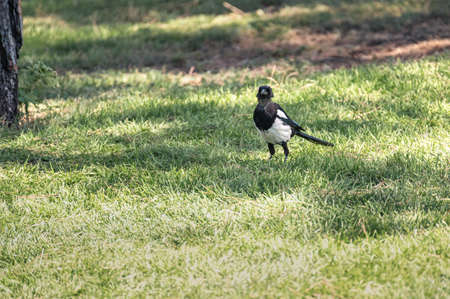 Magpie (Pica pica) of the corvidae family walking through the grass of a city parkの写真素材