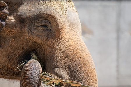 Close-up of an Asian elephant's face as it uses its trunk to eat