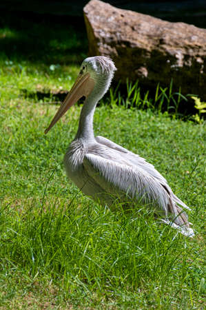 Side view of a gray or pink pelican bird in the family Pelecanidae on the grassの写真素材