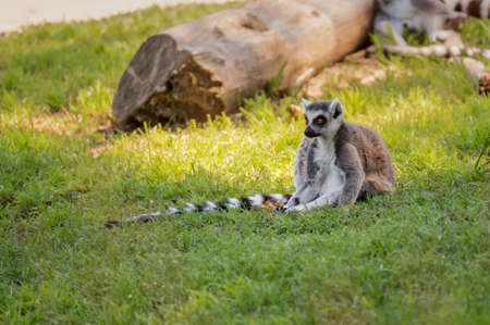 Ring tailed lemur sitting on the grassの写真素材