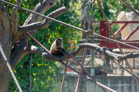 Capuchin monkey eating a fruit on a tree branch