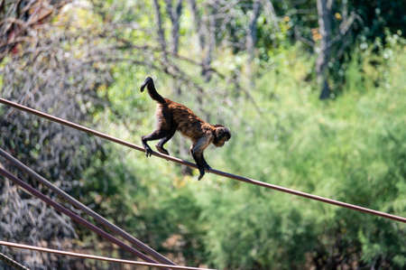 Capuchin monkey going from one tree to another climbing ropeの写真素材