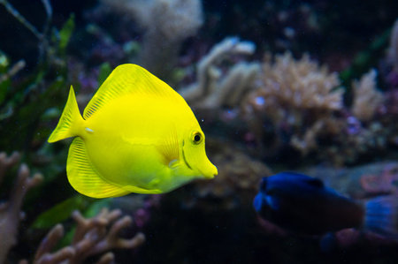 Yellow tang (Zebrasoma flavescens) from the Acanthuridae family that is one of the inhabitants of coral reefsの写真素材
