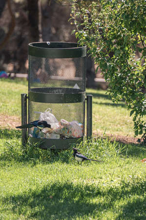Two magpie (Pica pica) of the corvidae family searching for food in the garbage of a city parkの写真素材