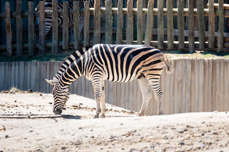 Damara zebra searching for food in the sand of its enclosure at the zooの写真素材