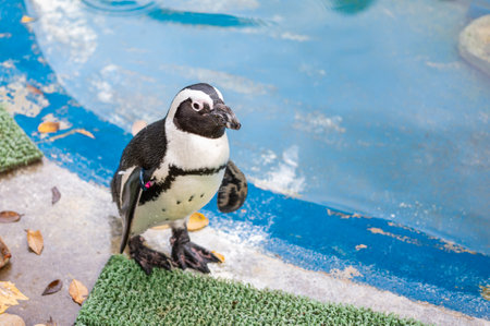 Jackass Penguin aka African Penguin in captivity walking near his pondの写真素材
