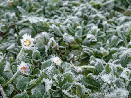 Daisy flowers frozen on a sheet of leaves with traces of ice from low temperaturesの写真素材