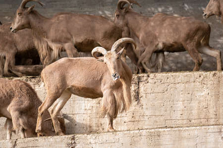 Barbary sheep (Ammotragus lervia) or Atlas mouflon on concrete stairsの写真素材