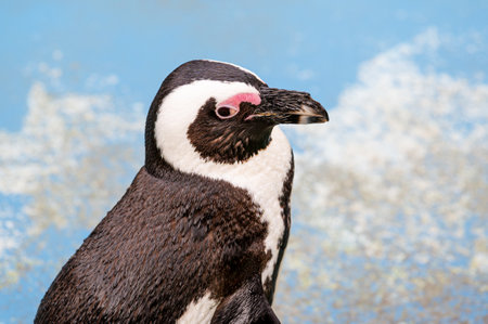 Jackass Penguin also known as African penguin in captivity walking near his pond with a suspicious gestureの写真素材