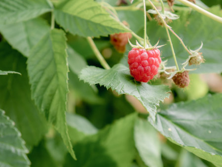 Juicy red raspberry (Rubus idaeus) with other fruits ripening on the plant with large green leaves...