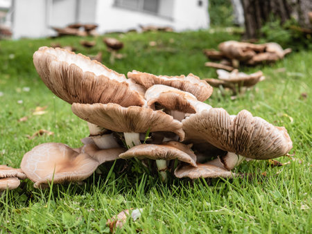 Variety of mushrooms and champignons growing in groups in the grass of a meadow forming a family