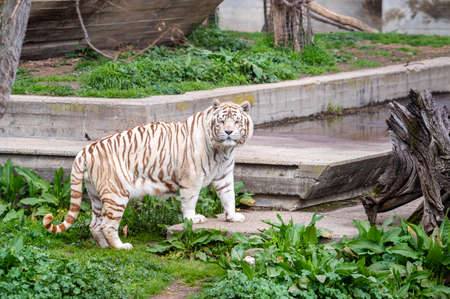 White bengal tiger in captivity walking through its enclosureの写真素材