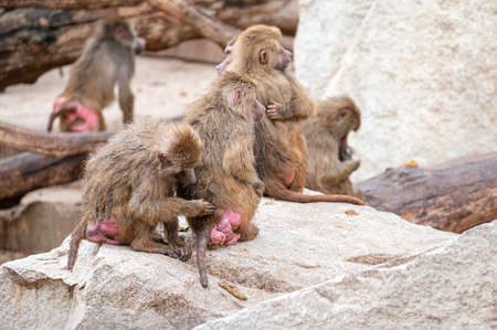 Papion or yellow baboon removing parasites from the ass of another baboonの写真素材