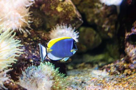 Tropical coral reef fish, Acanthurus leucosternon is a surgeonfish, of the Acanturidae familyの写真素材