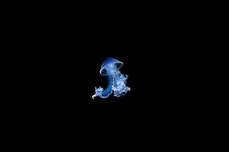 Blue jellyfish (medusozoa) on a black background swimming in the seaの写真素材