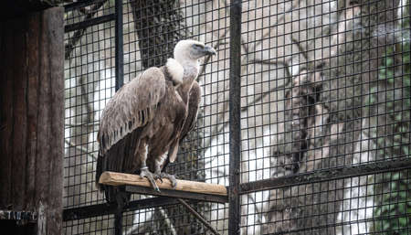 Griffon vulture (Gyps fulvus) impressive bird of prey, one of the largest that we can find in Europe, in its cageの写真素材