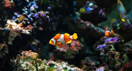 Clownfish or anemonefish (Amphiprioninae) from the Pomacentridae family swimming over a coral reefの写真素材