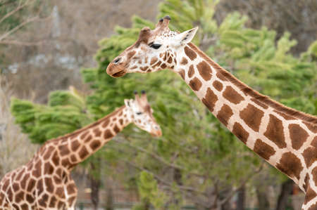 Two giraffes (Giraffa camelopardalis) in front of a leafy treeの写真素材