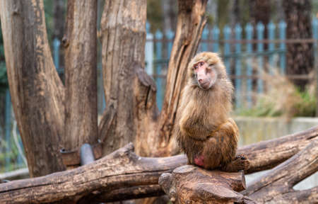 Papion or yellow baboon perched on a treeの写真素材