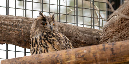 Eagle Owl (Bubo bubo) in captivity, perched on a branch in its cageの写真素材