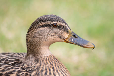 Close-up of the head and neck of a female Mallard duck (Anas platyrhynchos)の写真素材