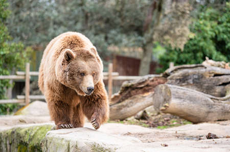 Brown bear (Ursus arctos) in captivity walking through its burrowの写真素材