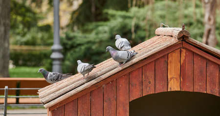 Group of pigeons perched on top of a house in a park pondの写真素材