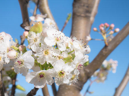 Spring scene of a bouquet of white flowers with purple details on the branches of a Prunus domestica tree on a sunny day and a blue sky in the backgroundの写真素材