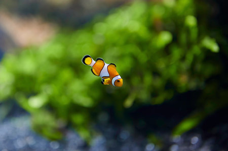 Clownfish or anemonefish (Amphiprioninae) from the Pomacentridae family swimming over a coral reefの写真素材
