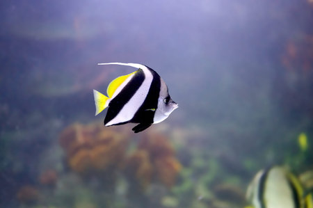 Pennant coralfish (Heniochus acuminatus), tropical fish of the family Chaetodontidae swimming in...