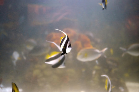 Pennant coralfish (Heniochus acuminatus), tropical fish of the family Chaetodontidae swimming in cloudy water near other fishの写真素材