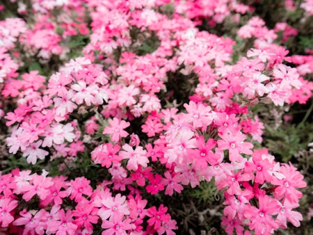 Detail of a garden with a multitude of pink and white flowers of the Verbena Tapien Salmon plant creating a beautiful floral backgroundの写真素材