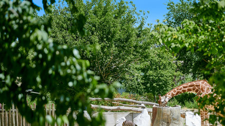Giraffe seen among the tree branches eating from a hollow trunk and with a zebra nearbyの写真素材