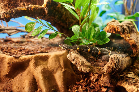 Cantil (Agkistrodon bilineatus), a venomous snake species of the pit viper subfamily, crawling on...