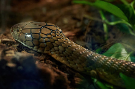 Close up of the head of a king cobra (Ophiophagus hannah), snake in the Elapidae family and is the...