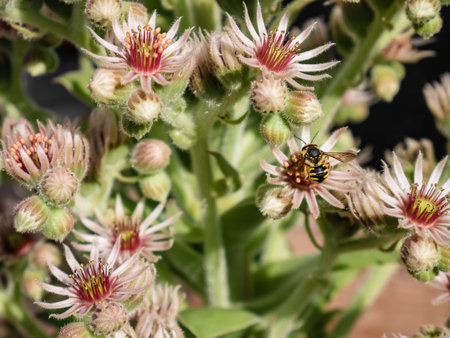 Macro view of a bee collecting pollen from a flower of the Sempervivum tectorum (Greater Immortelle)...